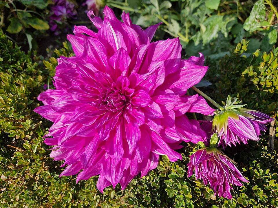 Pantone Viva Magenta