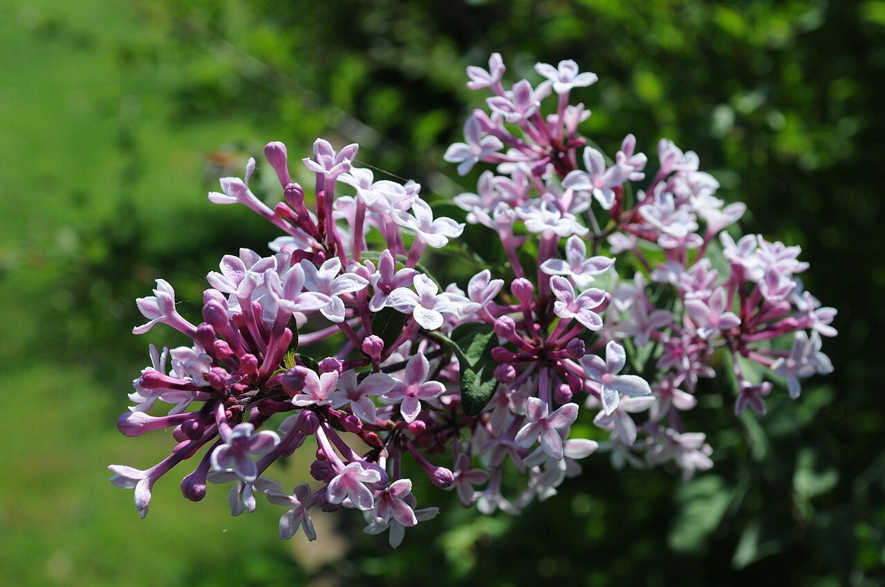 丁香 — 丁香花淡紫