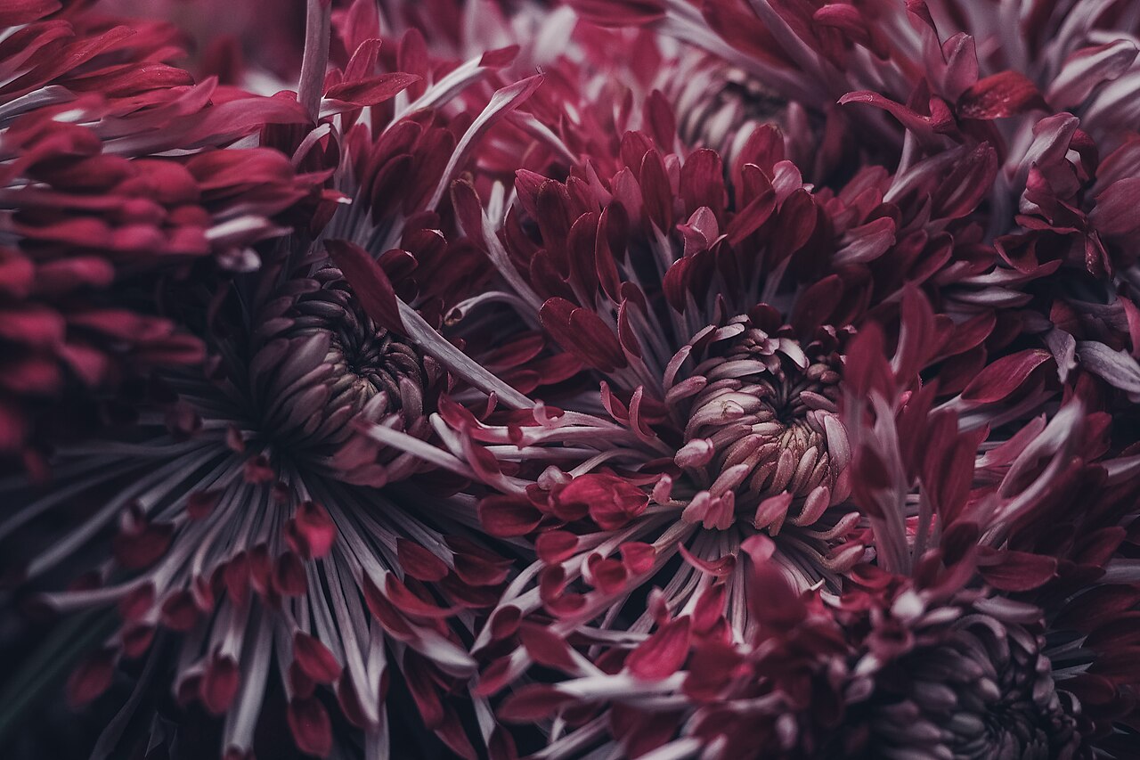 茜色 — 茜草所染