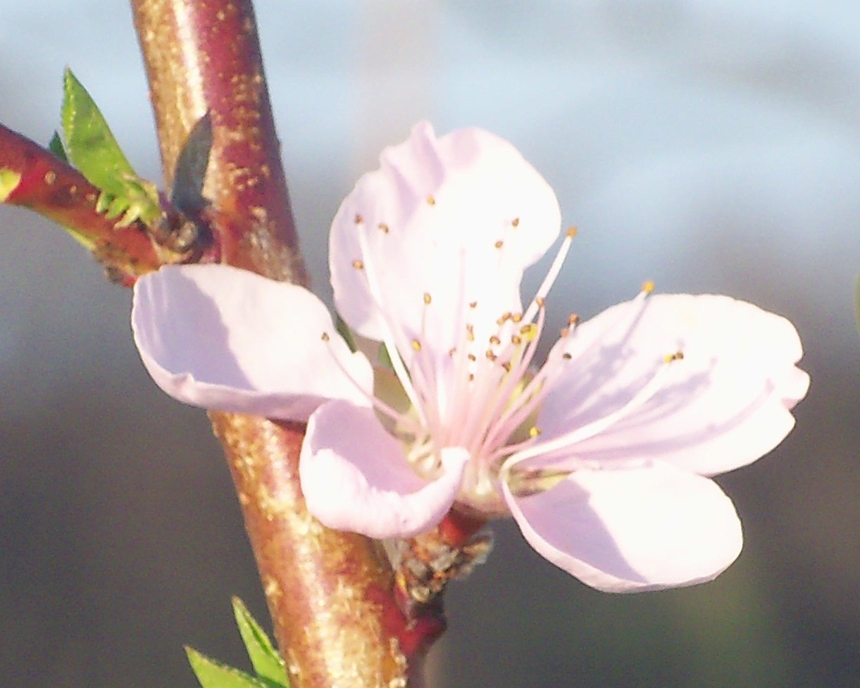 桃红 — 桃花淡红